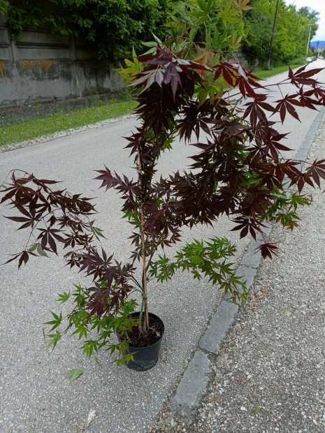 Japán Juhar Acer Palmatum eladó 7000 Ft !