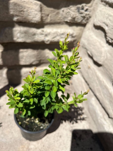 Japn borbolya - Berberis thunbergii 'Pow Wow'