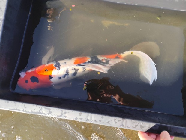 Japn butterfly koi showa elad 60 cm 