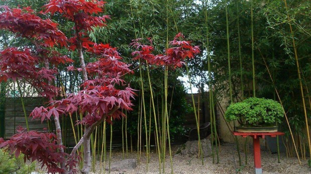 Japn juhar - Acer palmatum