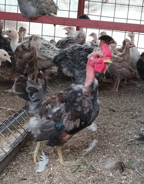 Japn kakasok, bantam kakas
