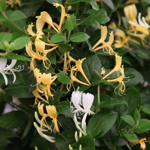 Japn ksz lonc Lonicera japonica