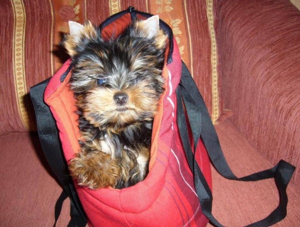 Jtkos Pici Yorkshire Terrier Babk