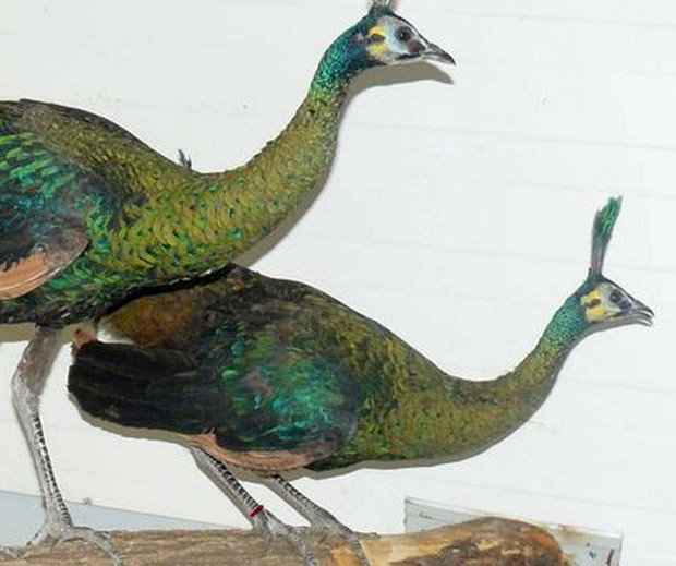 Jvai zld pva elad. Pavo muticus for sale