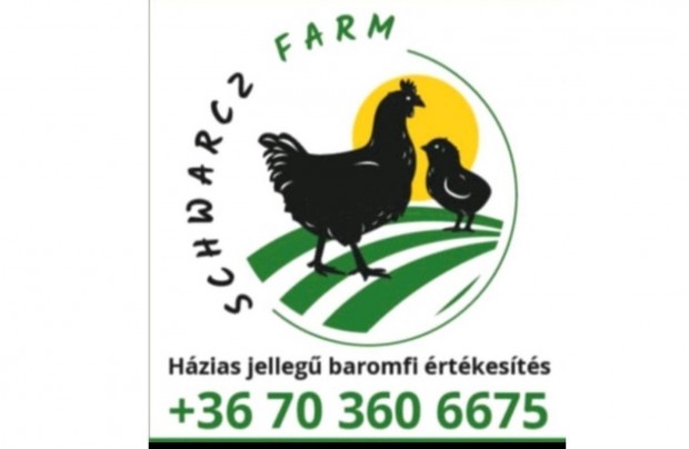 J�rce el�nevelt toj� j�rce tetra sl el�nevelt feh�r huscsirke