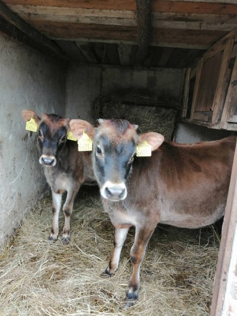 Jersey üsző borjak