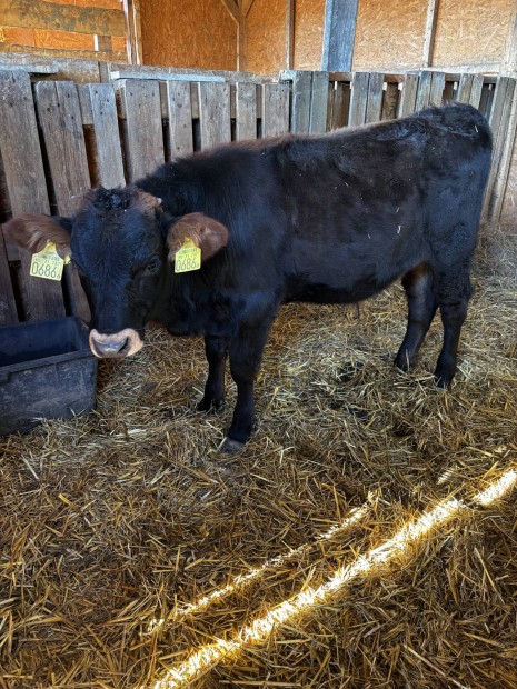 Jersey x Limousin bika borj