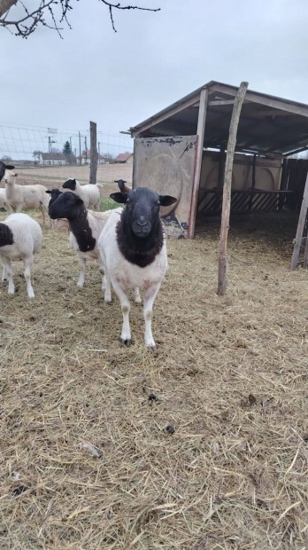 J� v�rvonal� kos birka