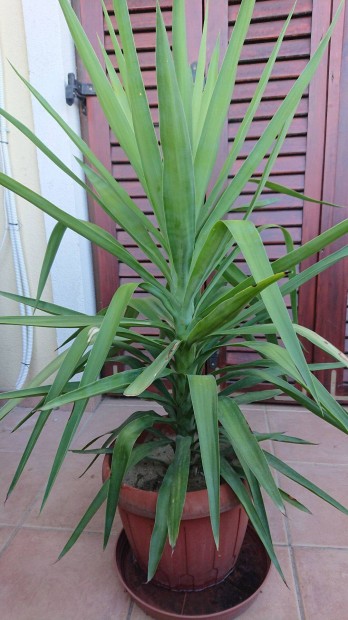 Jucca p�lma 120 cm magas elad�