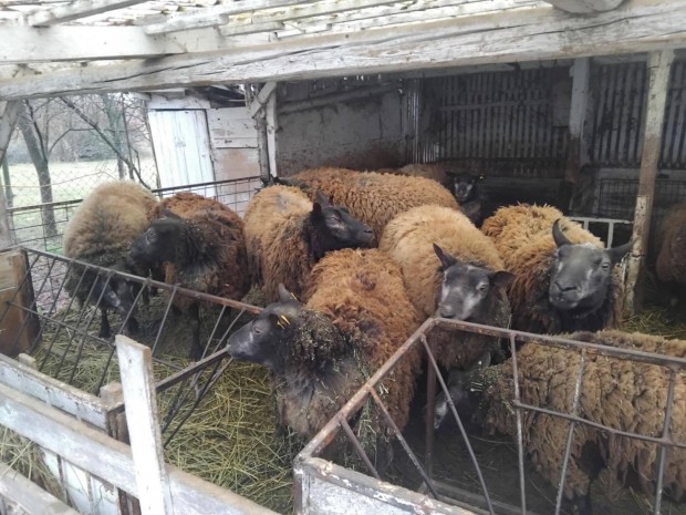 Juh birka birkák bárány kék texel és dorper kossok