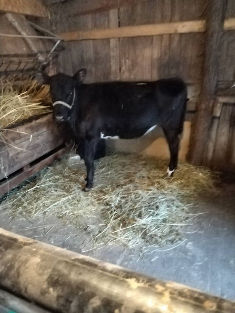 Juhokra birkkra cserlhet. 