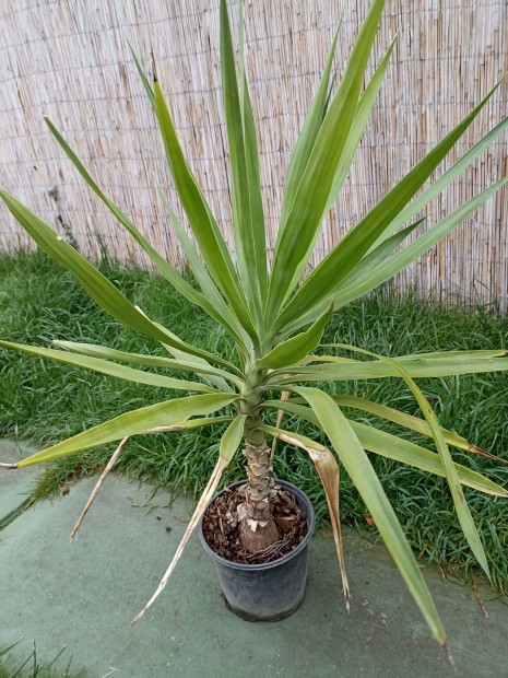Jukka (Yucca) plma 40-140 cm