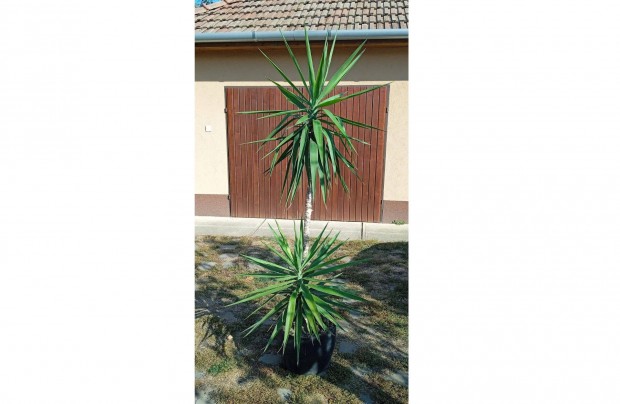 Jukka (Yucca) plma