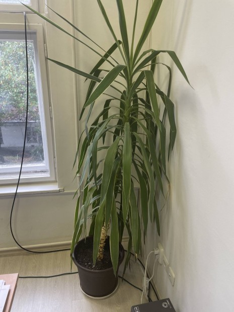 Jukka yucca elad