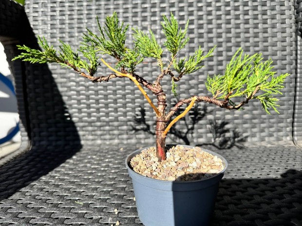 Juniper bonsai (kínai boróka)