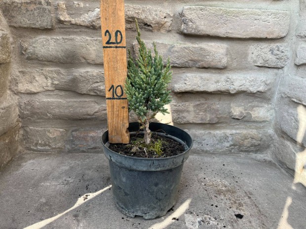 Juniperus squamata 'Meyeri' - Kk himaljai borka