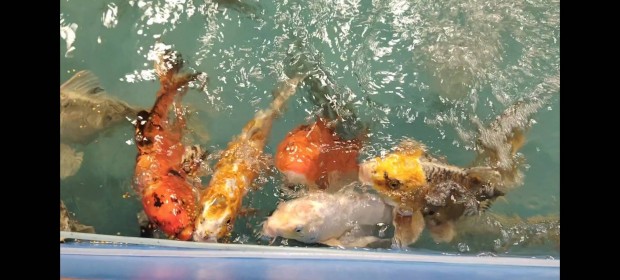 KOI pontyok,tokok,kecsegék