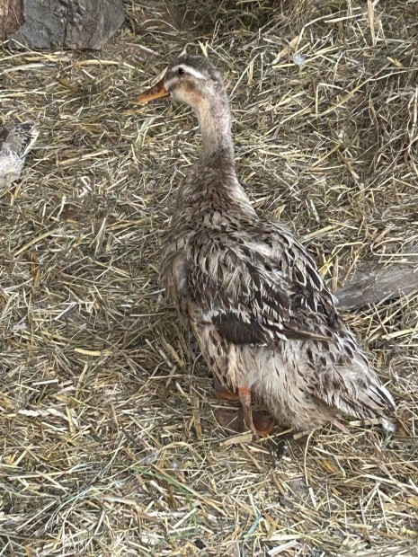 Kacsa, futó kacsa pár, gunár liba, néma kacsa bak