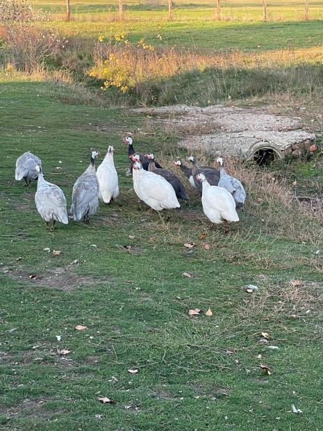 Kacsa, gyngyi elad 