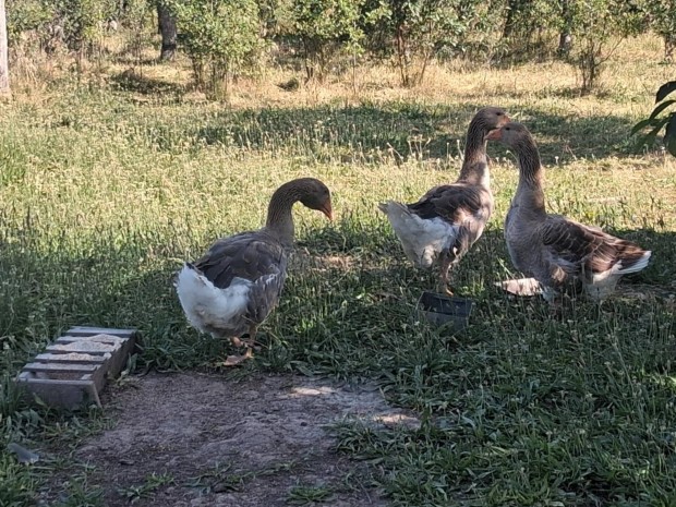 Kacsa, liba tenysz trik. 