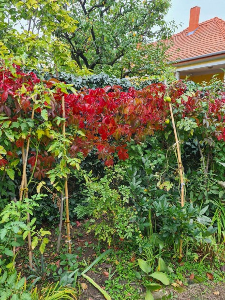 Kacsos vadszl (Parthenocissus quinquefolia) kontneres nvnyek