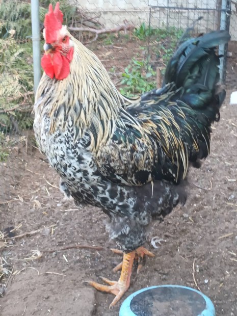 Kakas 10 h�napos haztaji