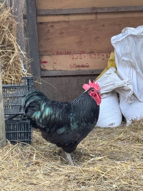 Kakas Sussex australorp kopasznyak itliai stb