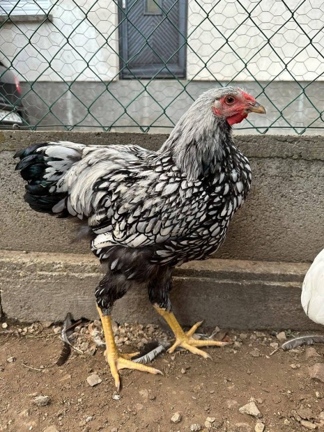 Kakasok , australorp, wyandotten