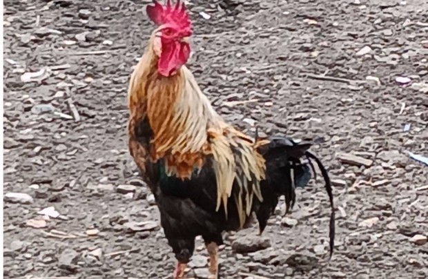 Kakasok eladk