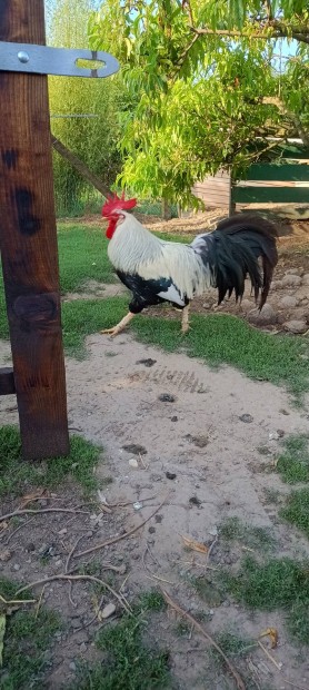 Kakasok eladk.