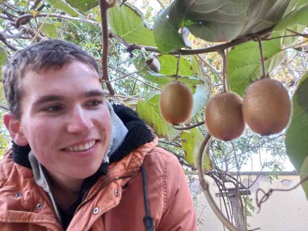 Kakiszilva, gr�n�talma, kivi, pek�ndi�, f�ge, jujuba bab�rmeggy n�v�ny