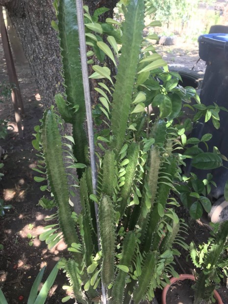 Kaktusz 100cm