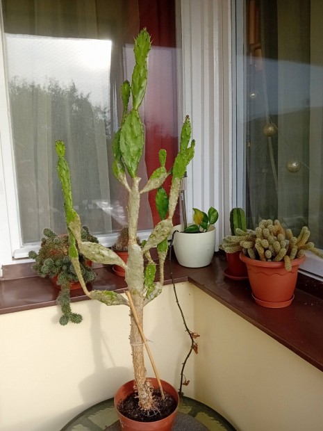 Kaktusz 107 cm
