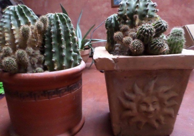 Kaktusz 10 éves 4 féle szobanövény