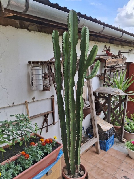 Kaktusz 180 cm (Euphorbia Ingens)