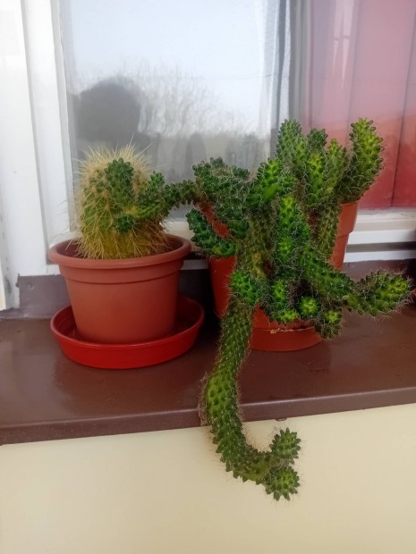 Kaktusz 2 db