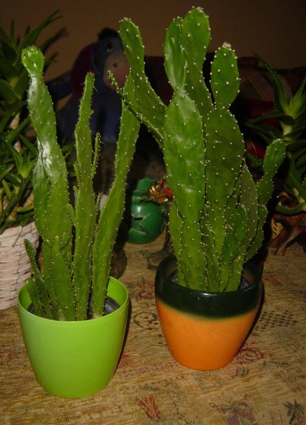 Kaktusz (2 db) - kasp nlkl