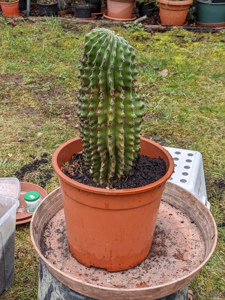 Kaktusz (30 cm)