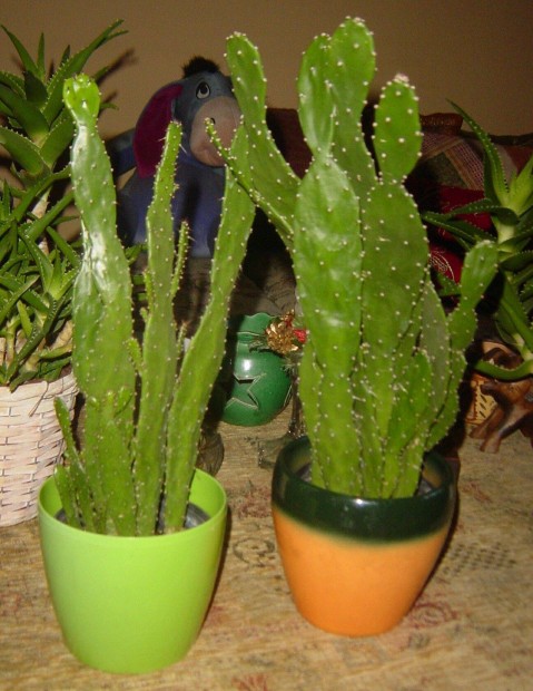 Kaktusz - kisebb, nagyobb (2 db) tbb hajtssal (kasp nlkl)