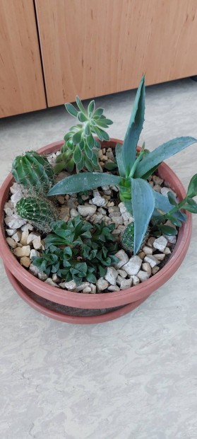 Kaktusz - pozsgs nvmyes 23 cm-es cserpben