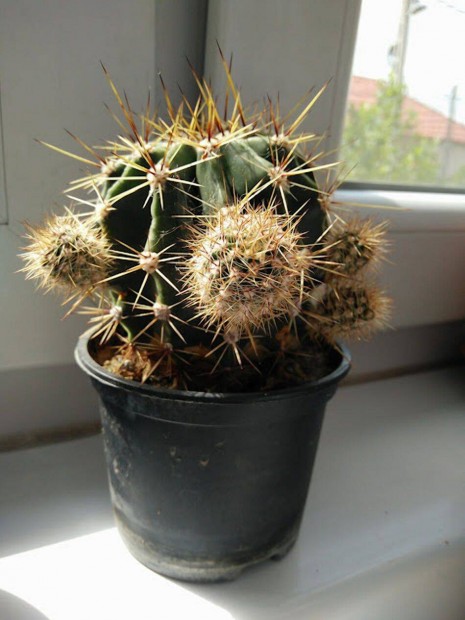Kaktusz elad
