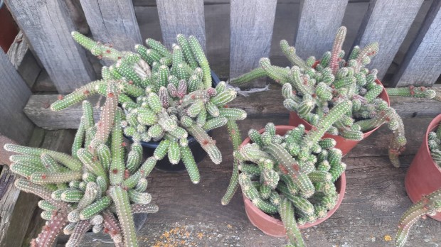 Kaktusz elad