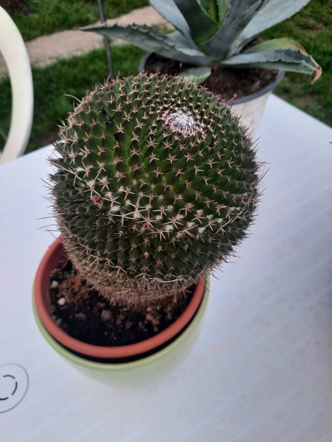 Kaktusz elad 