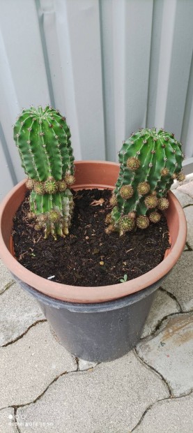 Kaktusz elad!