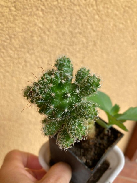 Kaktusz s sarjika