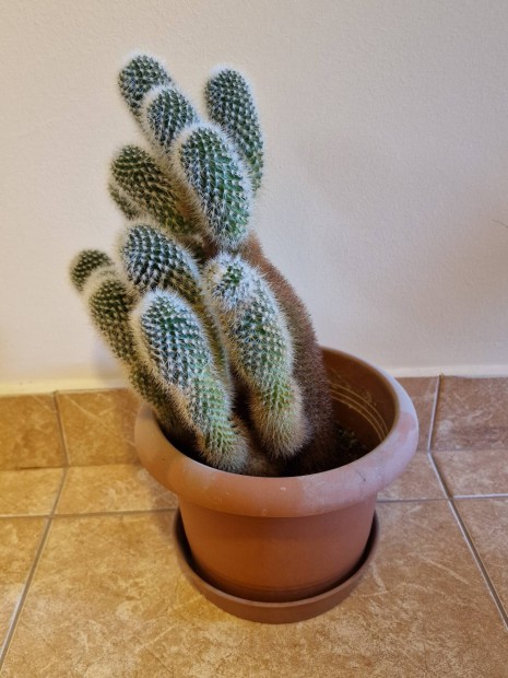 Kaktusz ingyen elvihet