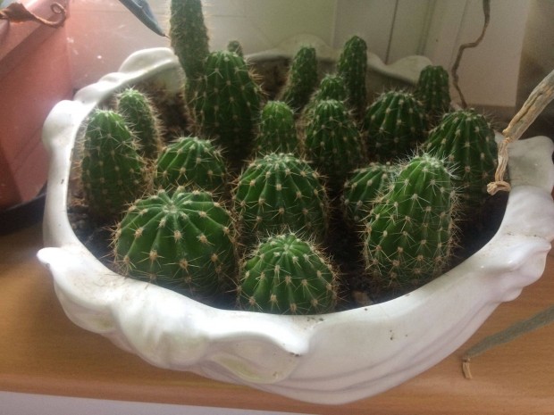 Kaktusz kollekci