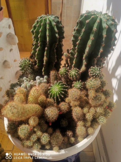 Kaktusz mix Kecskemten elad 