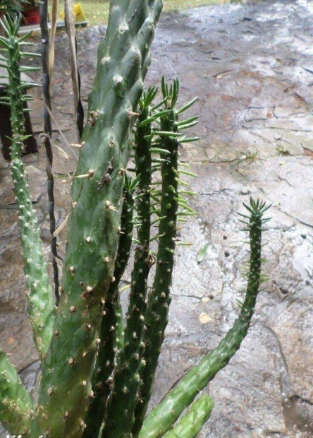Kaktusz oszlopkaktusz szobanvny 35 ves