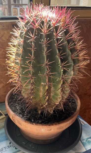 Kaktusz ovlis nagy gynyoru
